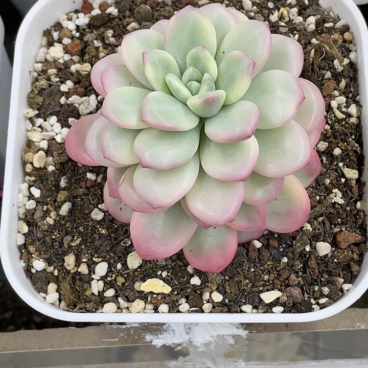 白马香水锦一物一拍锦龙