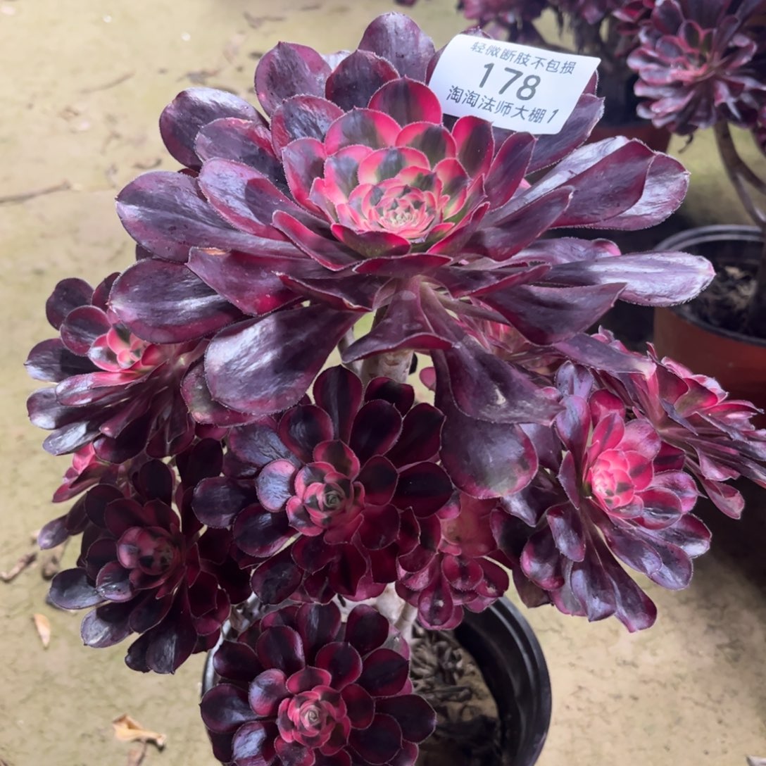 178丽娜多肉植物法师