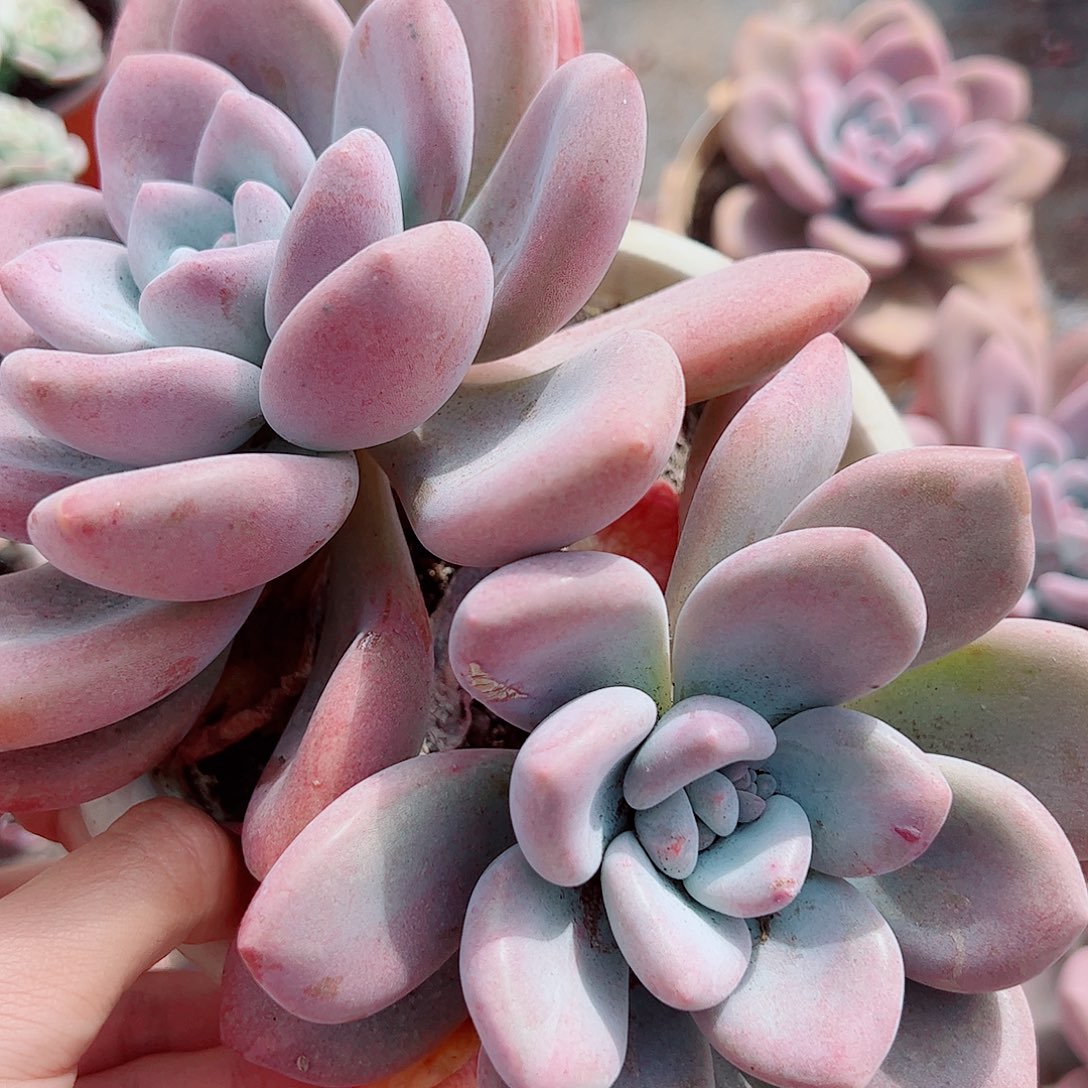 奥普琳娜双头起发精品特价