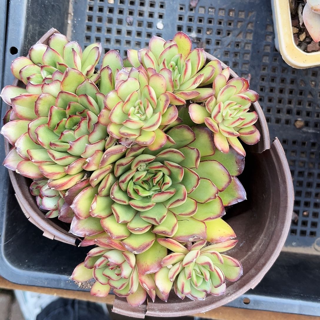 琼****生26哈哈哈哈哈哈哈哈哈