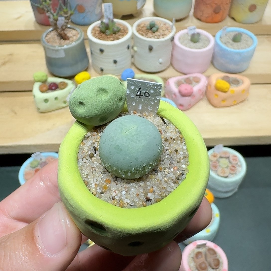 红陶蘑菇838鸽子蛋