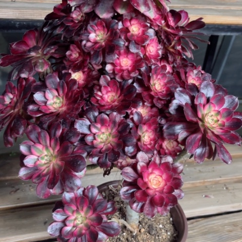 多肉植物香奈儿锦。