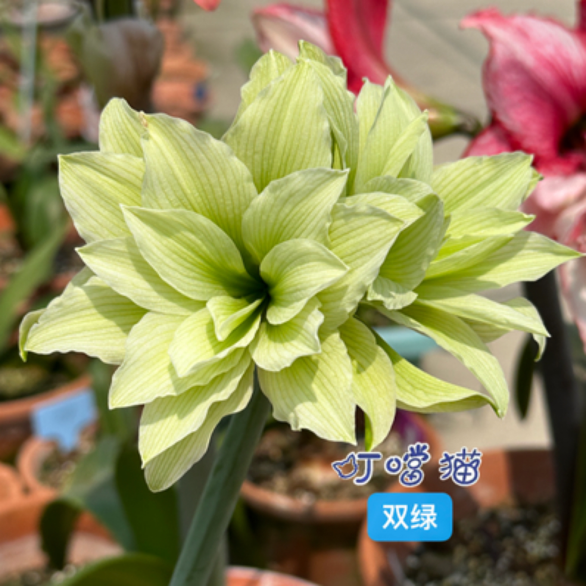 双绿-朱顶红种球室内栽种阳台盆栽花卉