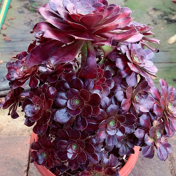 晚霞多肉植物啊啊啊