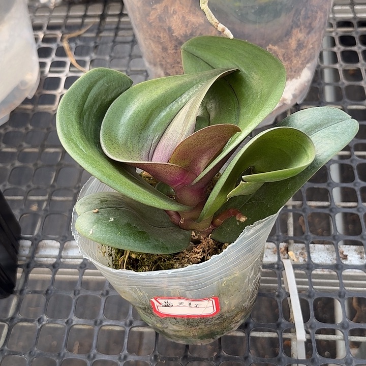 完全开放奇葩一颗一物一拍