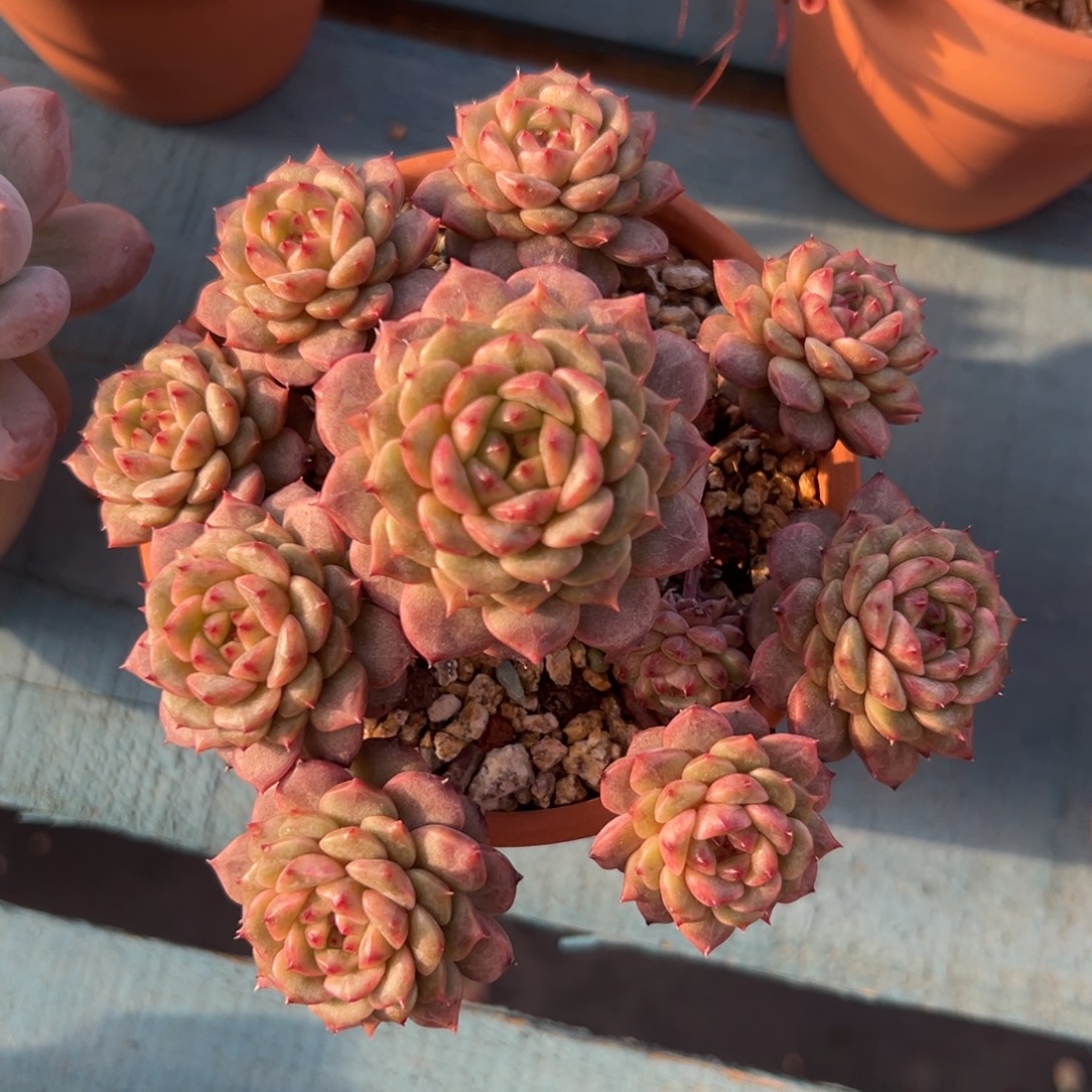 多肉植物一物一拍（94号）