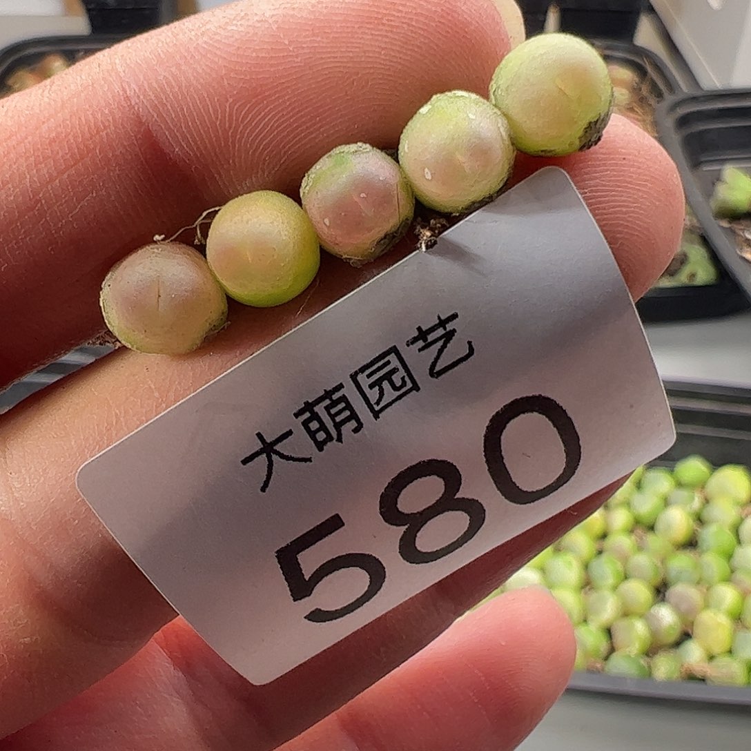 一物一拍。      580