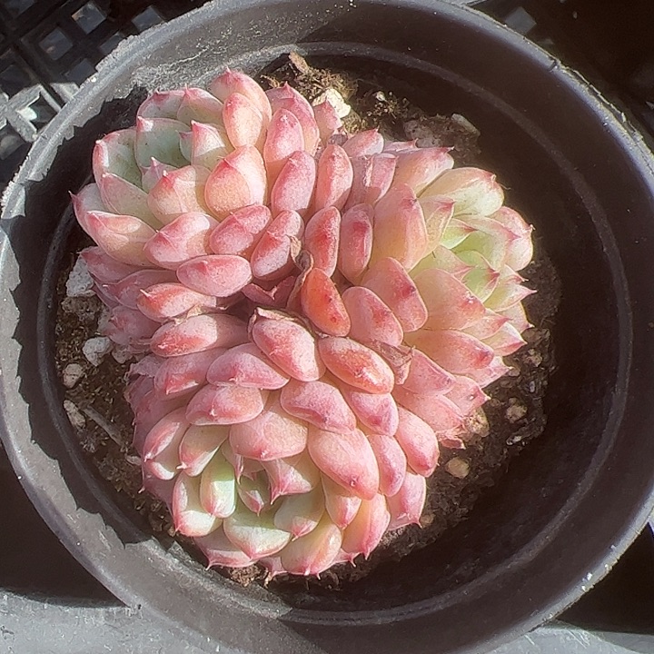 粉胖子多肉植物精品