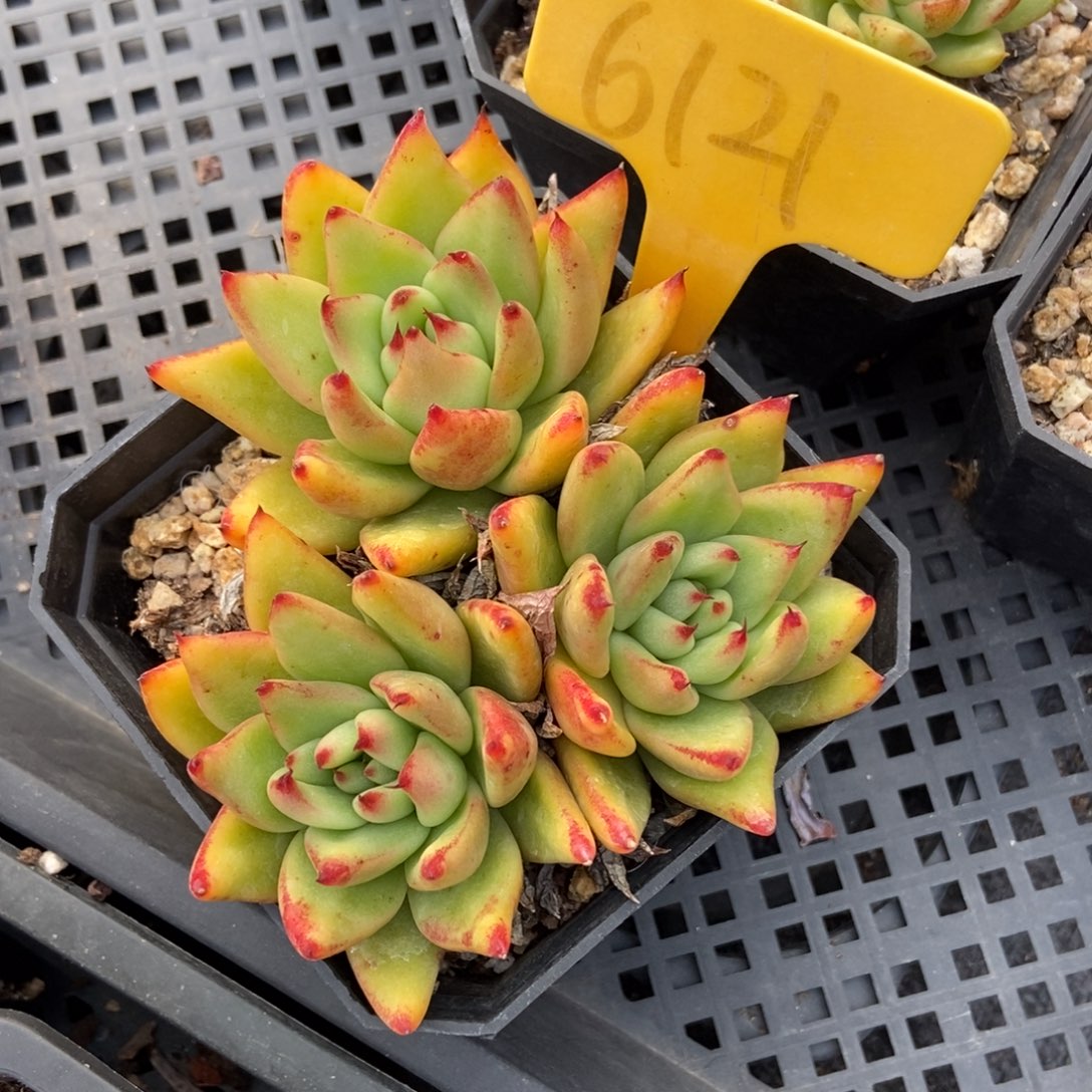 6121多肉植物保护