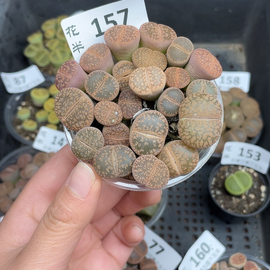 15700000花花花花花花花花