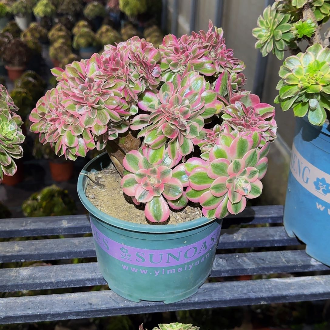 多肉植物女巫缀化老庄