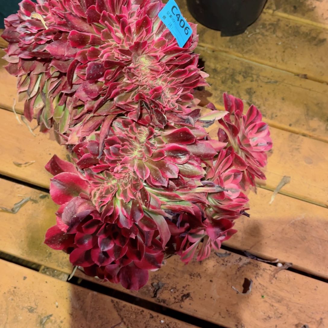 多肉植物406红袖