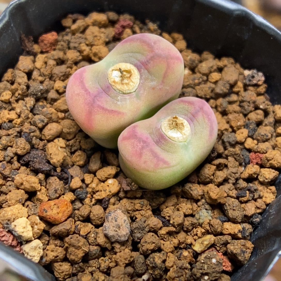 多肉植物肉锥杂交K-714 奶油粉