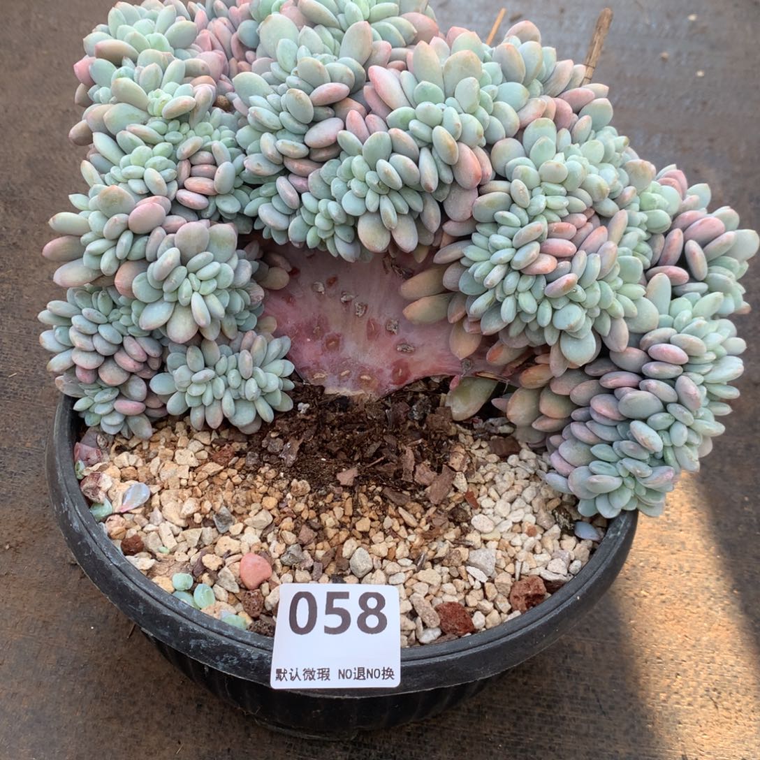 058号新疆西藏内蒙古不包邮的