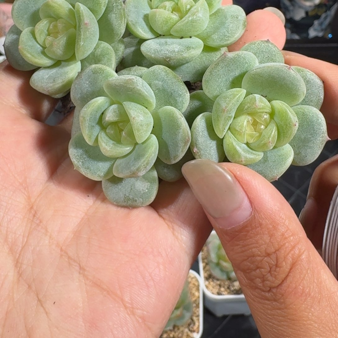 0719-030-3011牛油果量拍