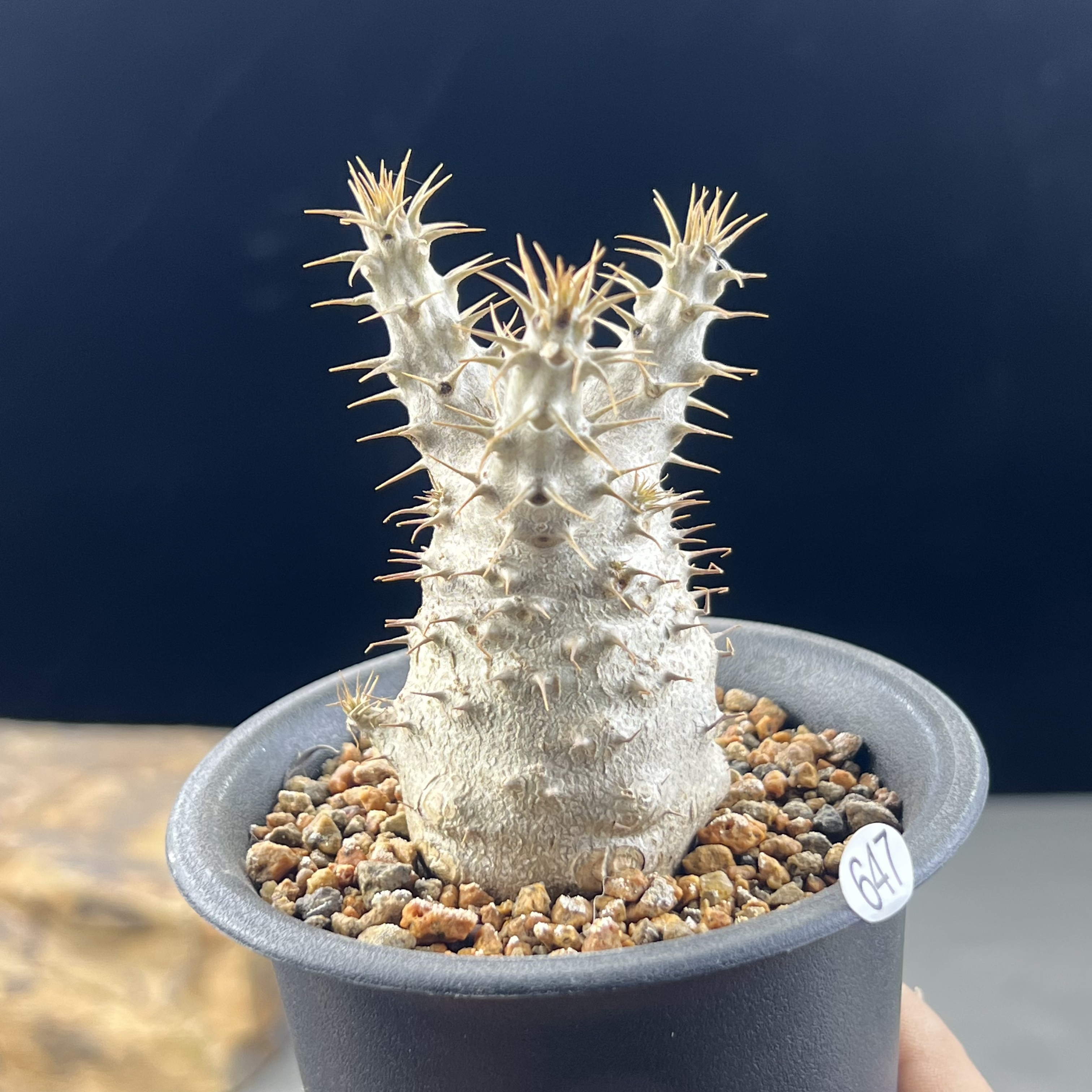 象牙宫种播实生棒槌块根植物一物一拍647