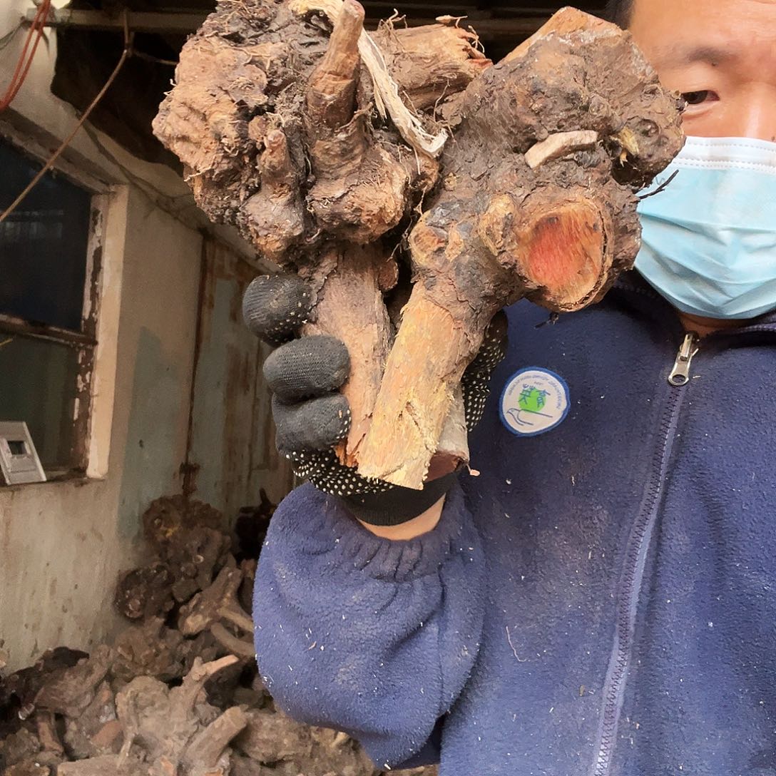 天***角无花朵00000000000000211