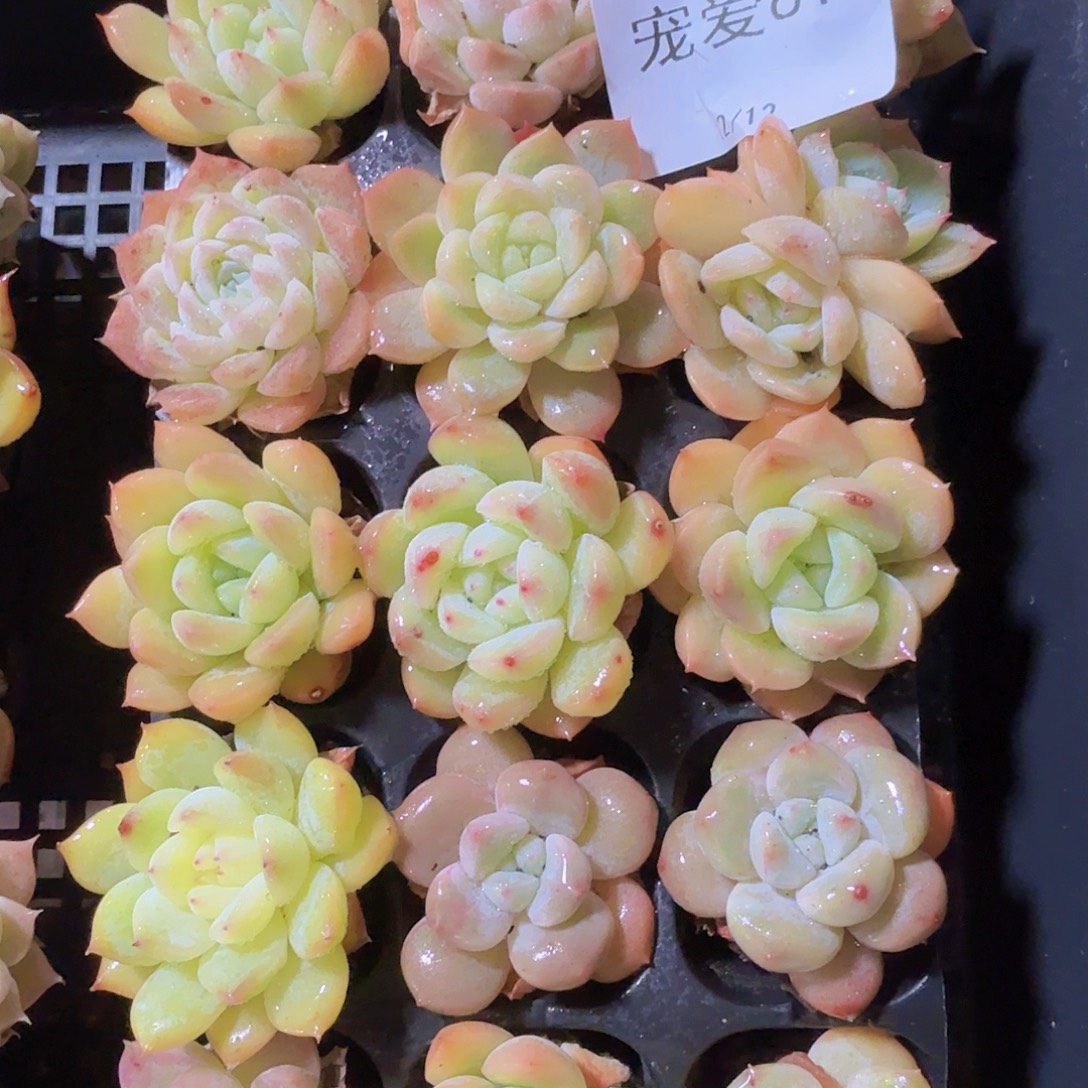 直播福利一物一拍81