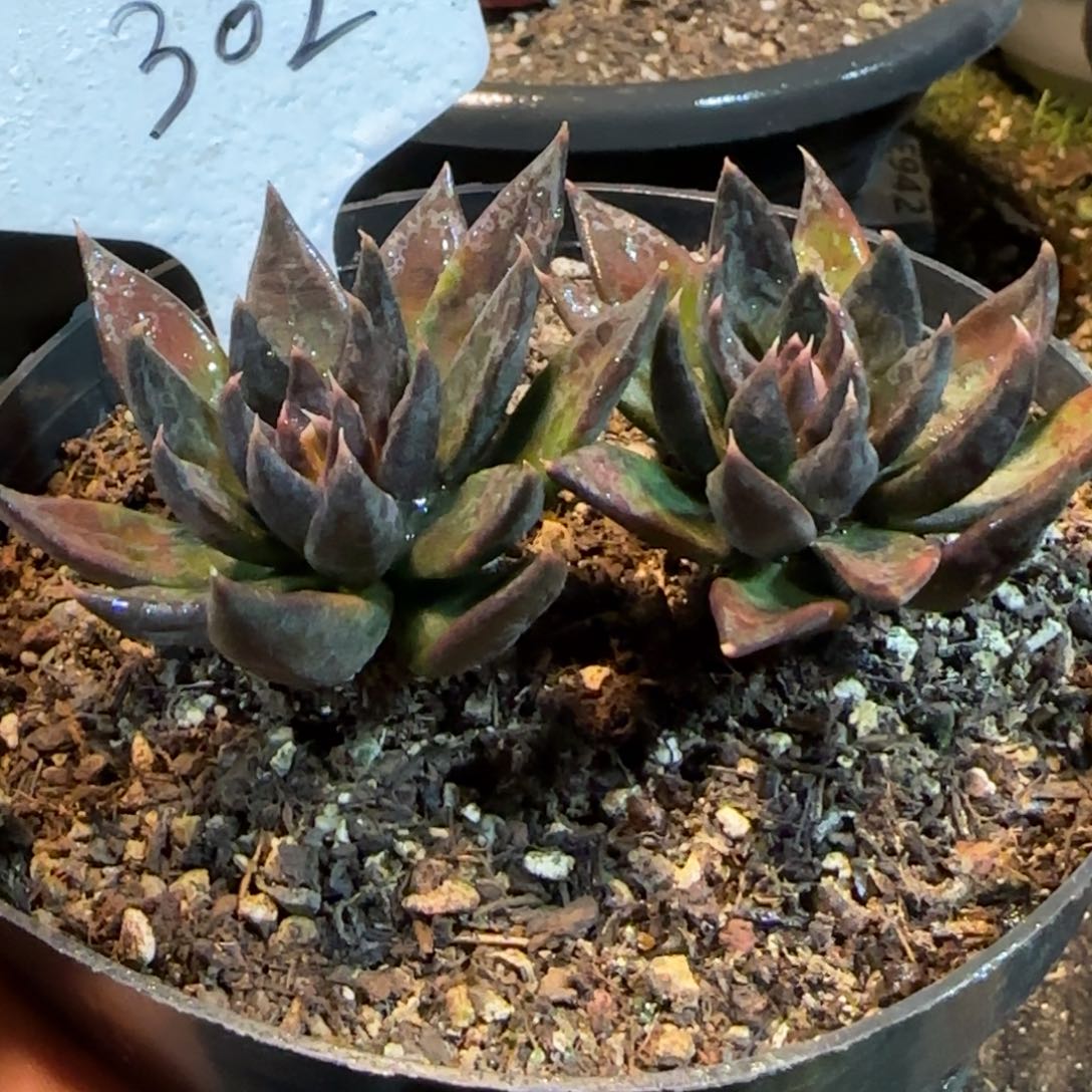 黑骑士302一物一拍包装收缩花旱