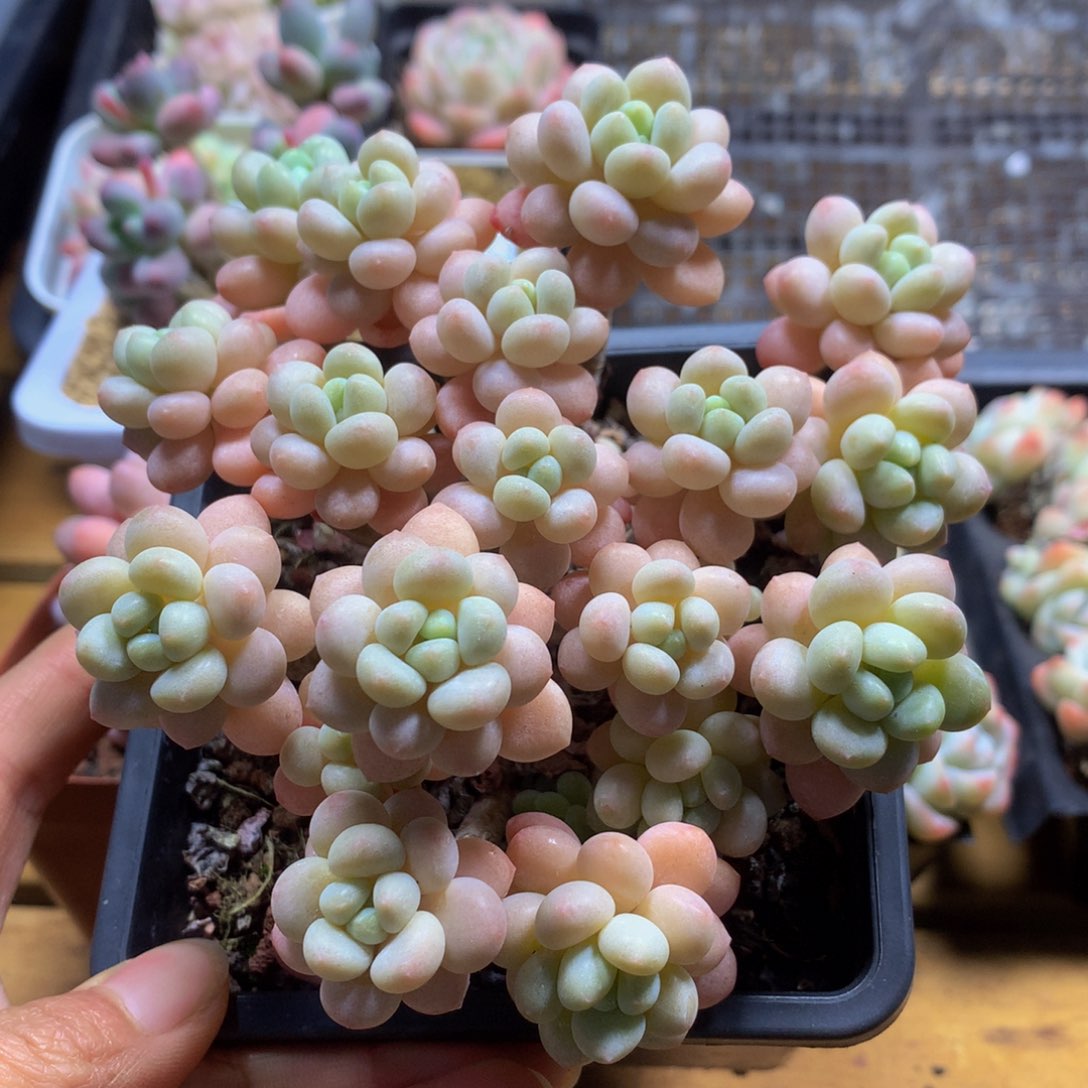 精品洛可可多肉一物一拍