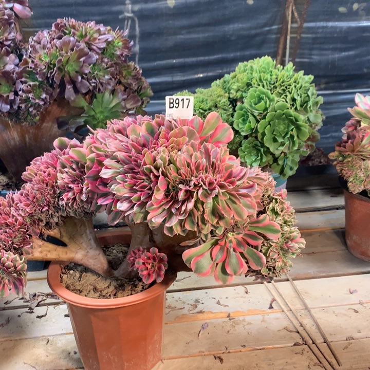 荟***蔚917粉女郎多肉法师