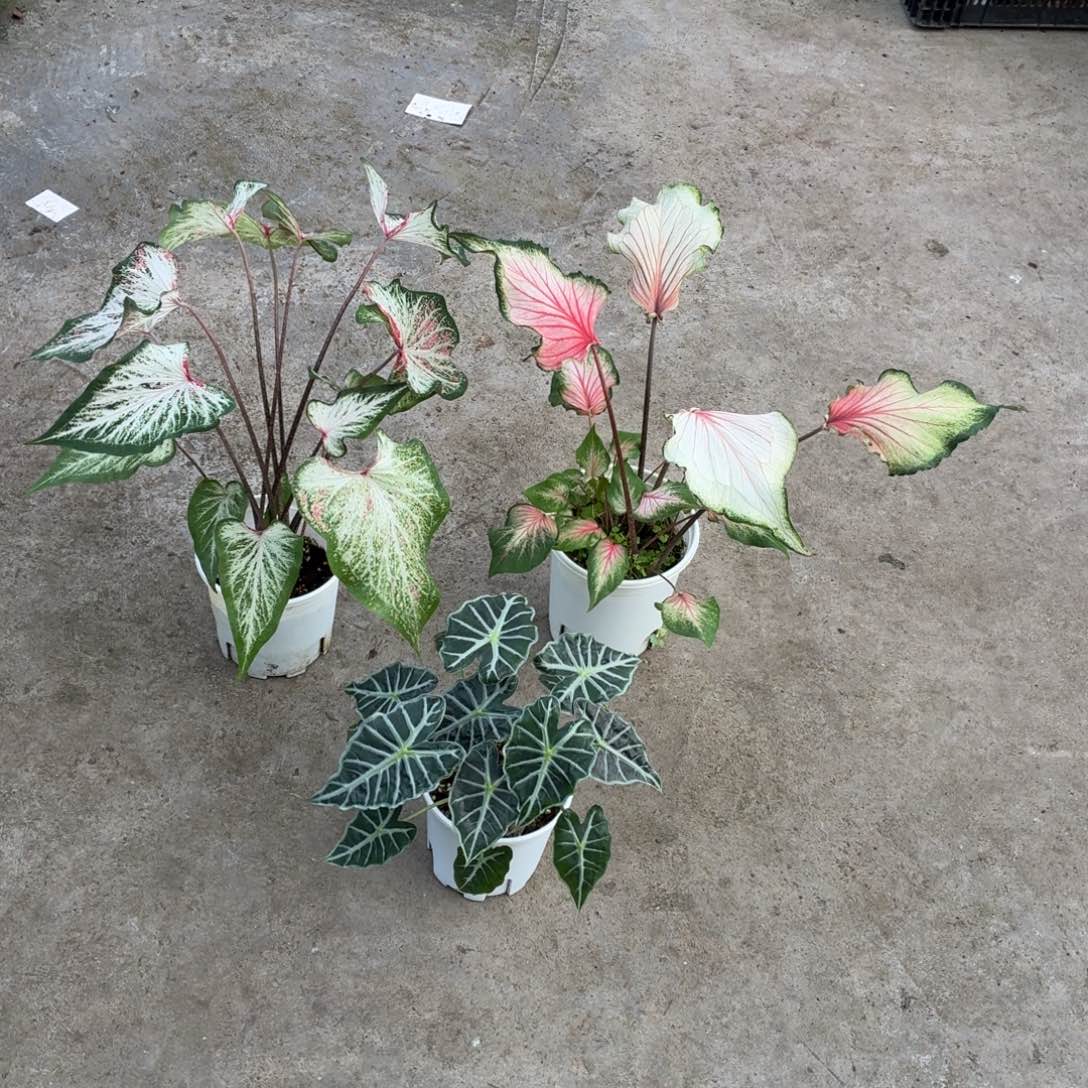 我***白完全开放凉白的花