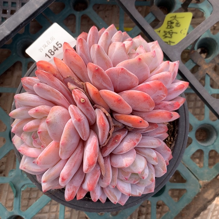 17号下午场，1845一颗