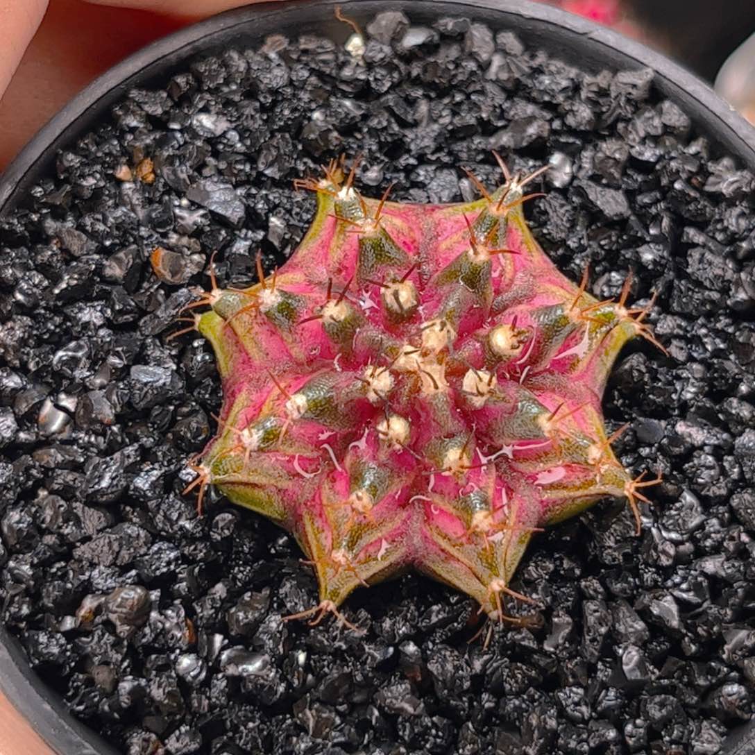 海神 米哈仙人球