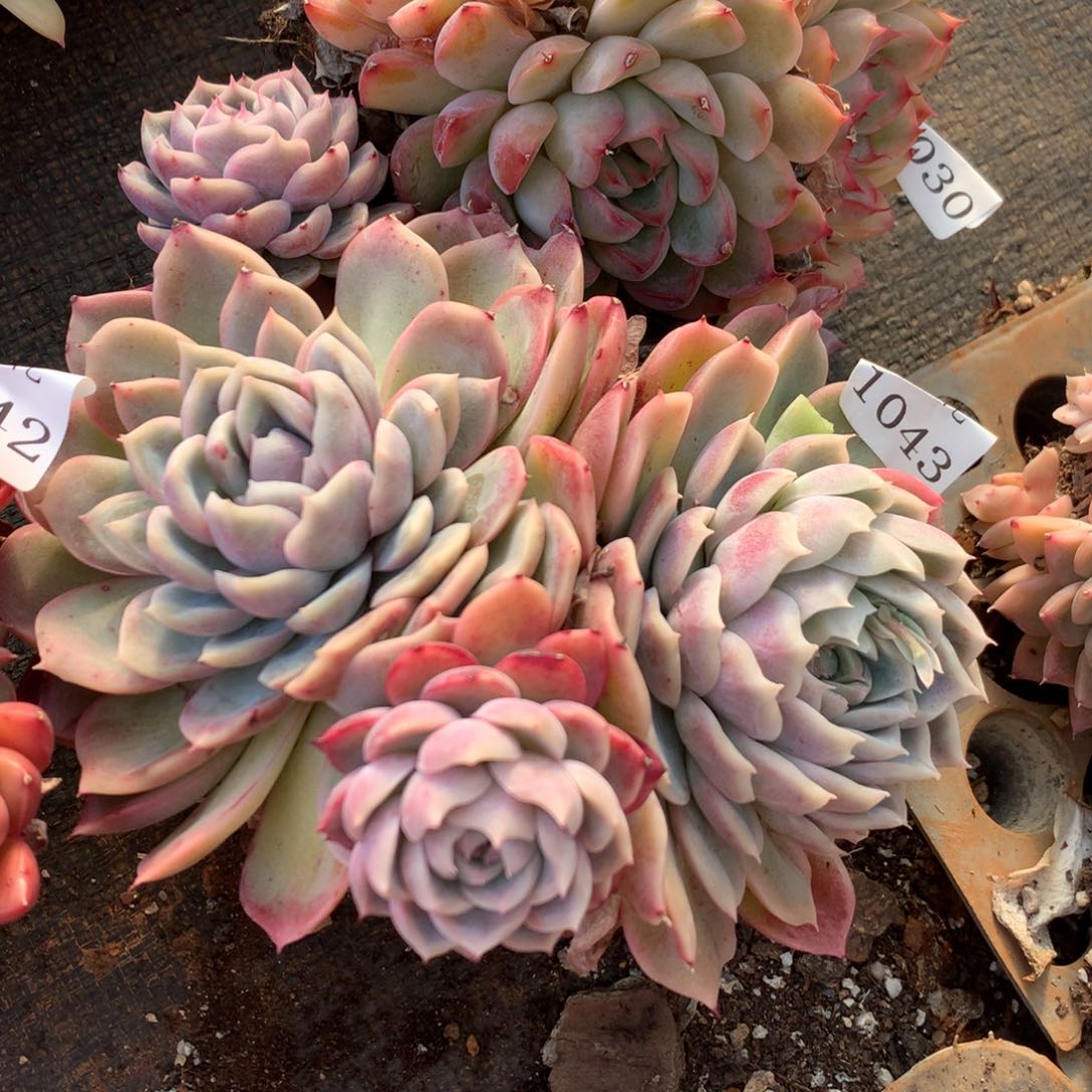 1043新年快乐发发发