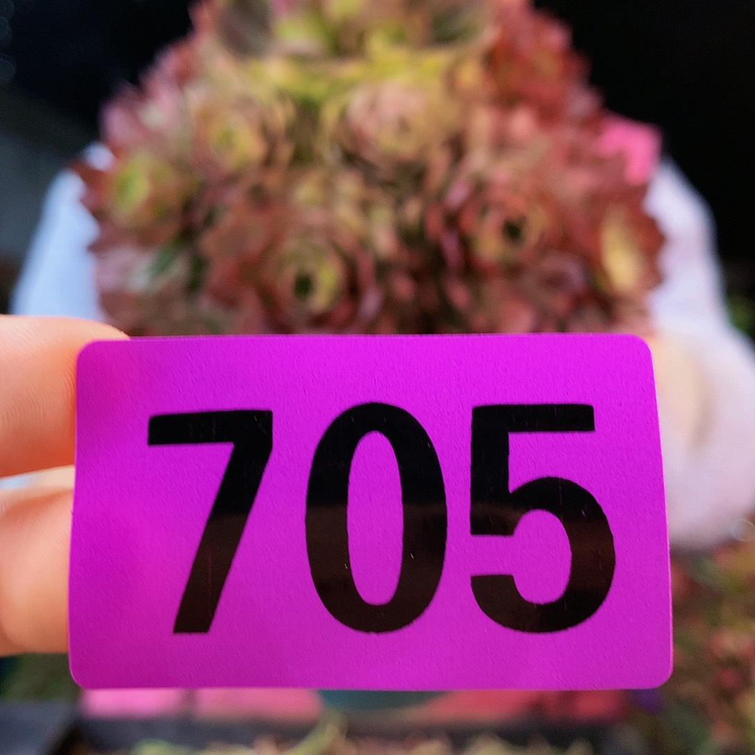 ssssssssssssssssssssssss705