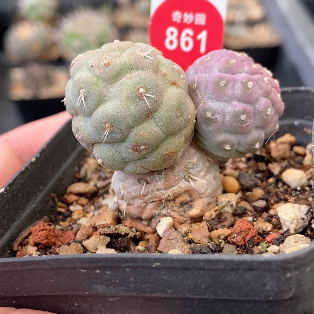 自根有疤习志野群一颗仙人球