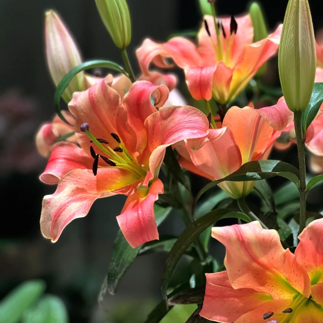 【泽尔米拉】晚霞 16/18 OT系列进口百合种球多年生地栽盆栽