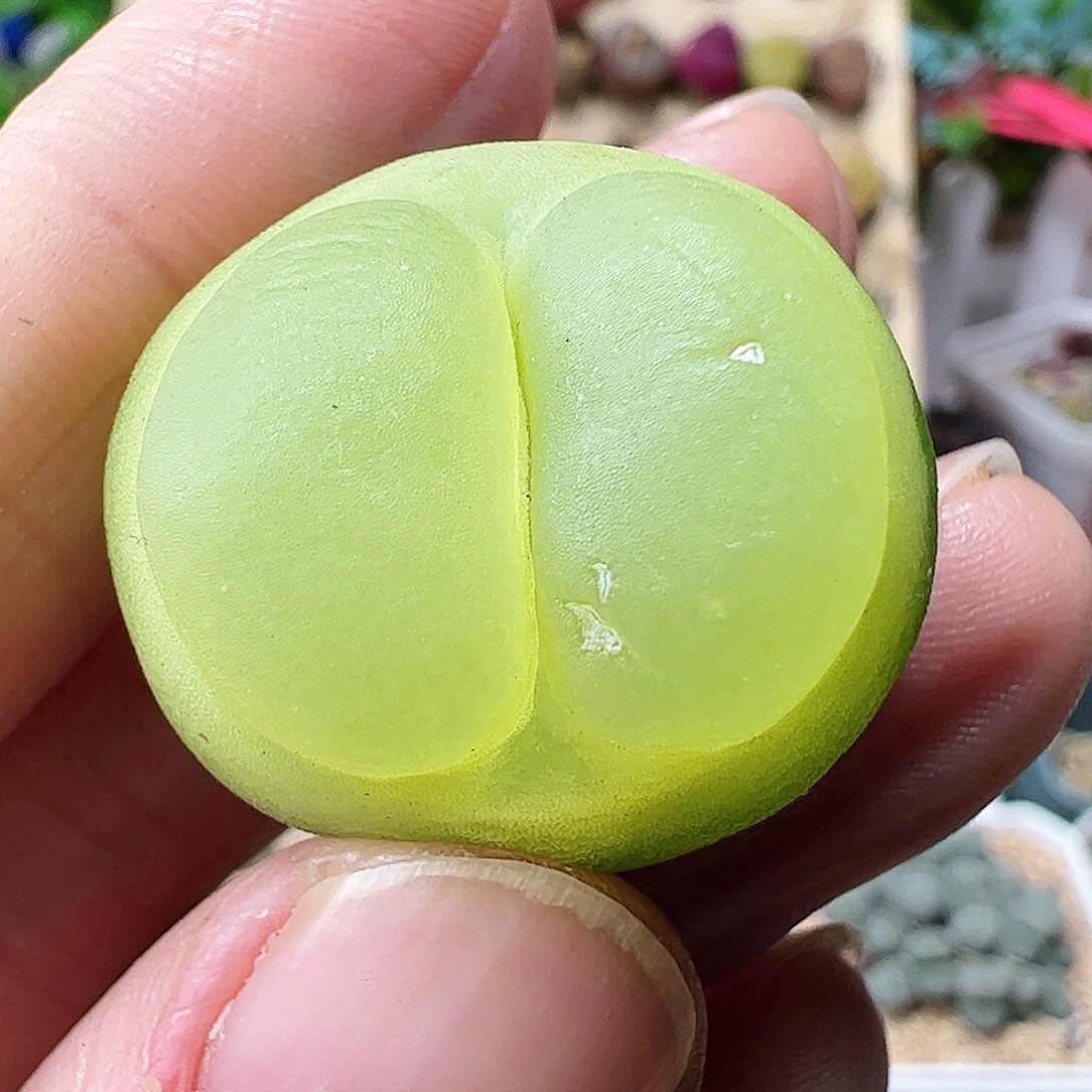 2.5厘米拿铁多肉植物馆