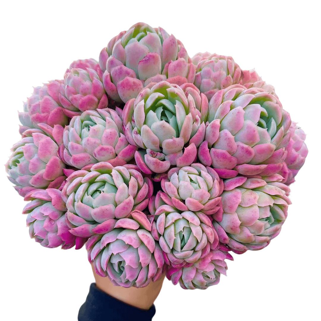 2王小二多肉150贝瑞全店多肉任意拍满2单发货拍满5单送一包吡虫啉