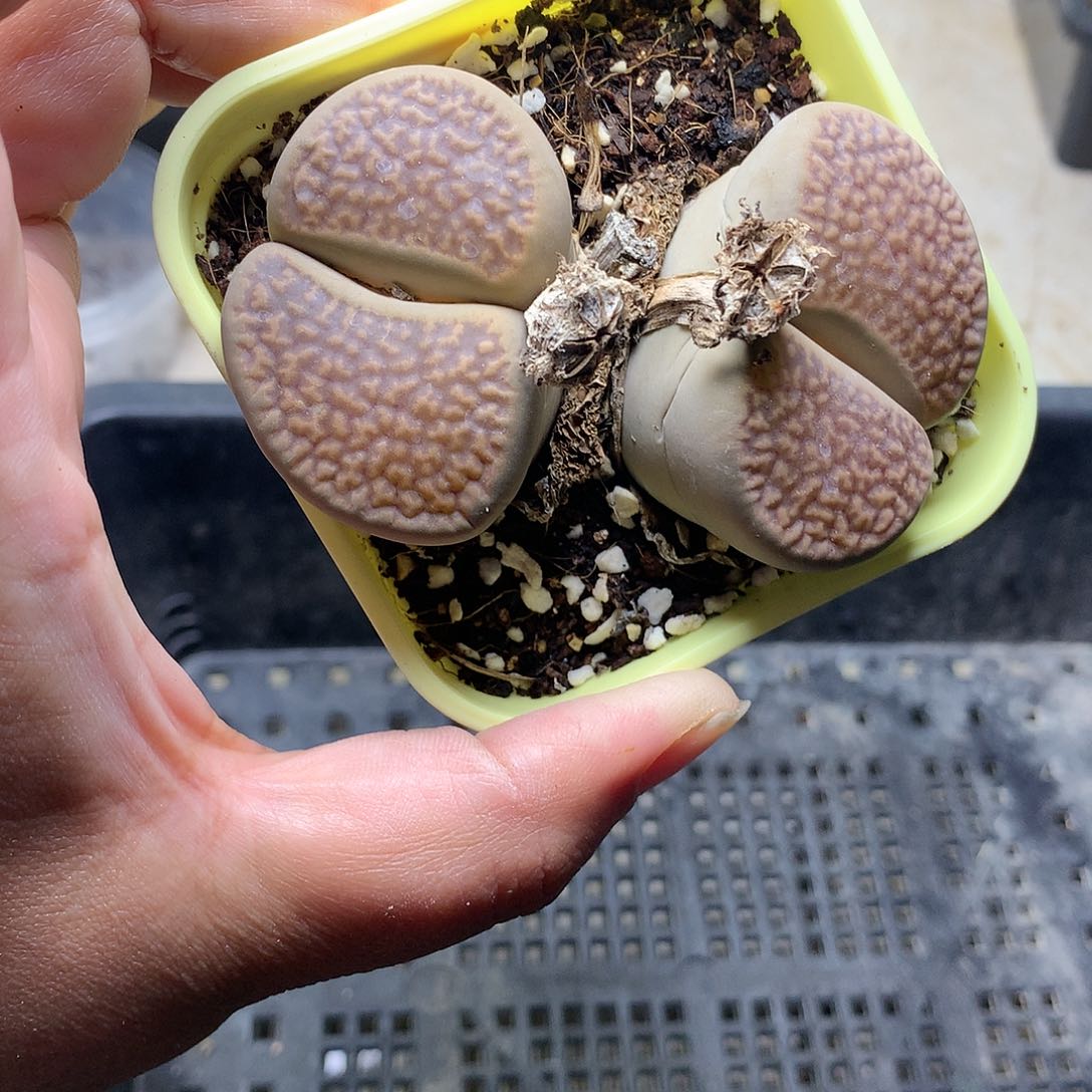 ?****&E281多肉植物保护研究所