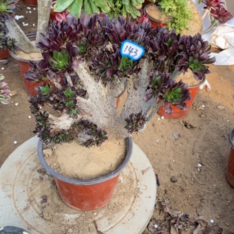 黑法师缀一物一拍