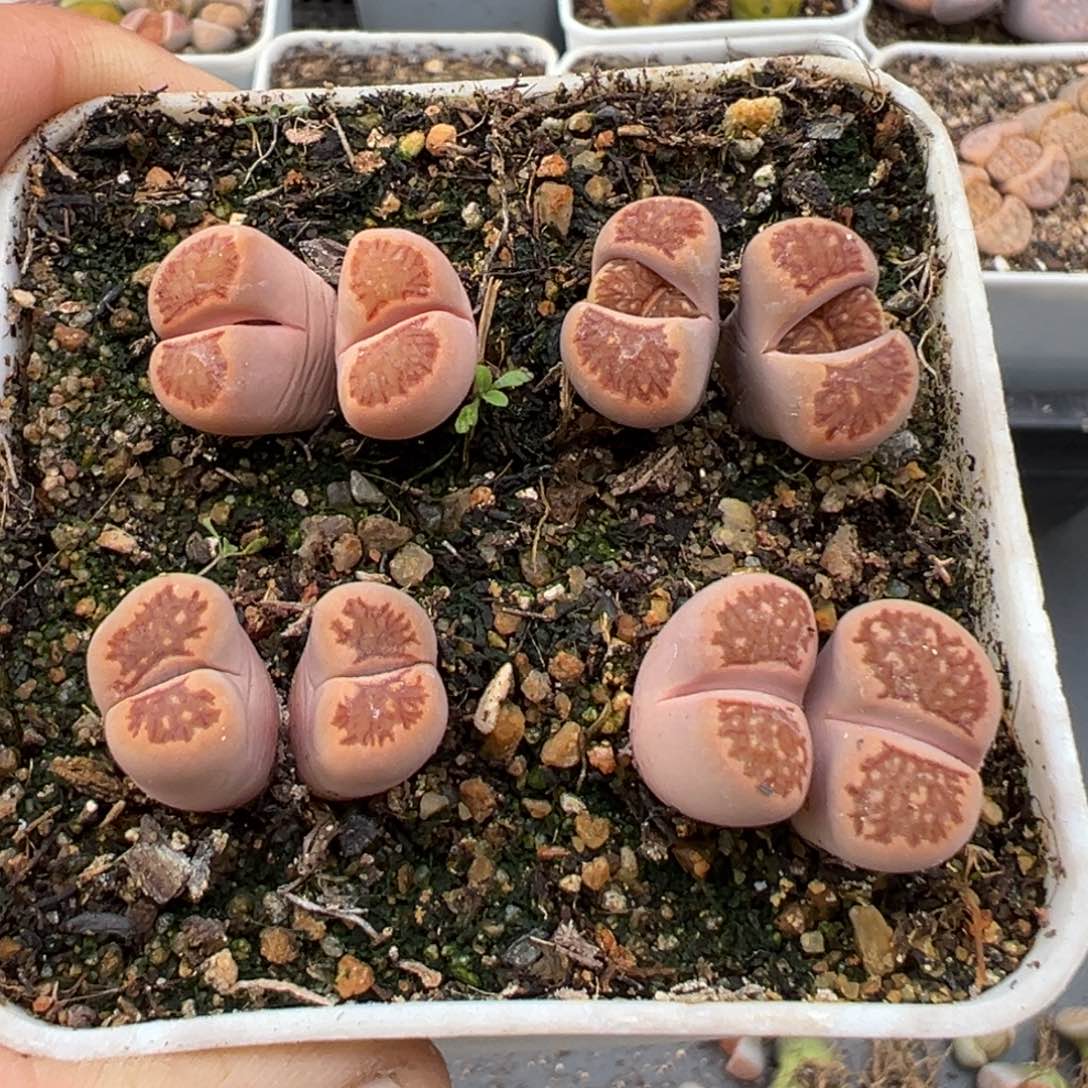 2.8好看的多肉056