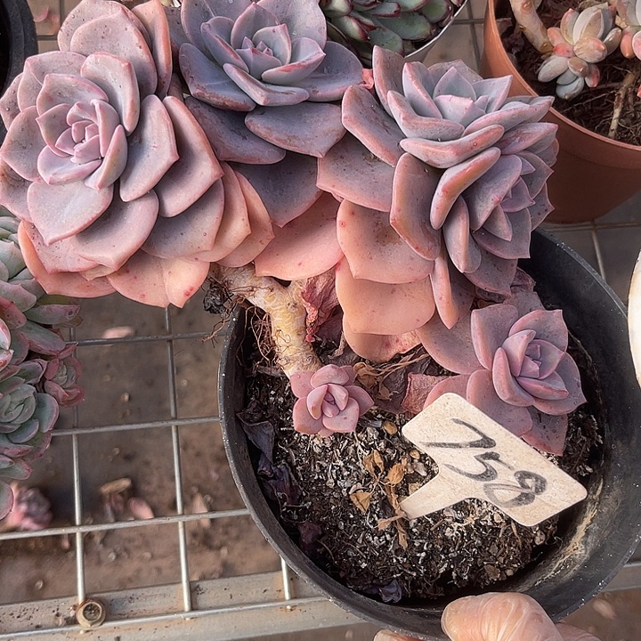 两单包邮，一物一拍758彩虹糖