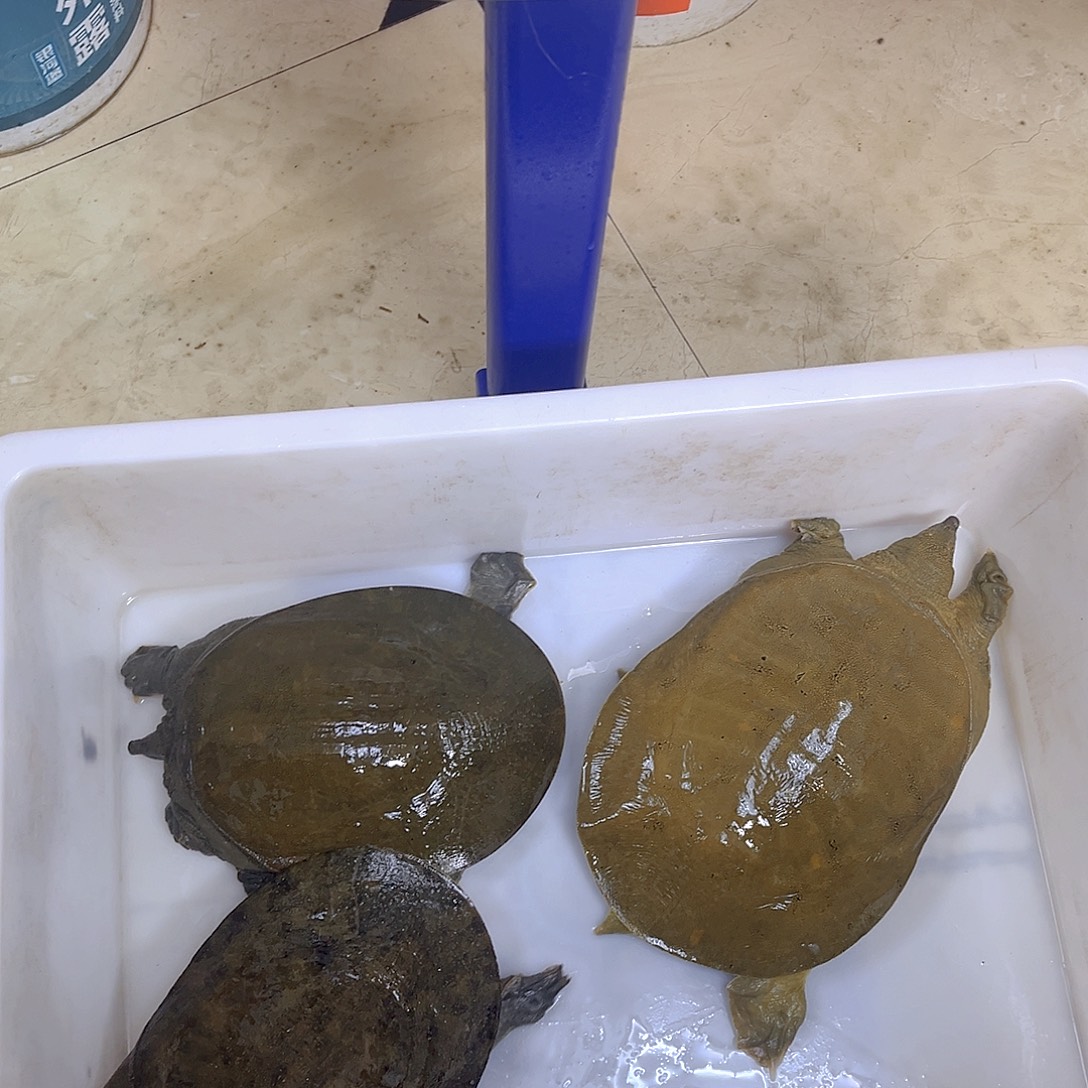 中国大陆野生甲鱼包邮包活