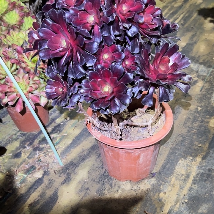 多肉法师植物链接31
