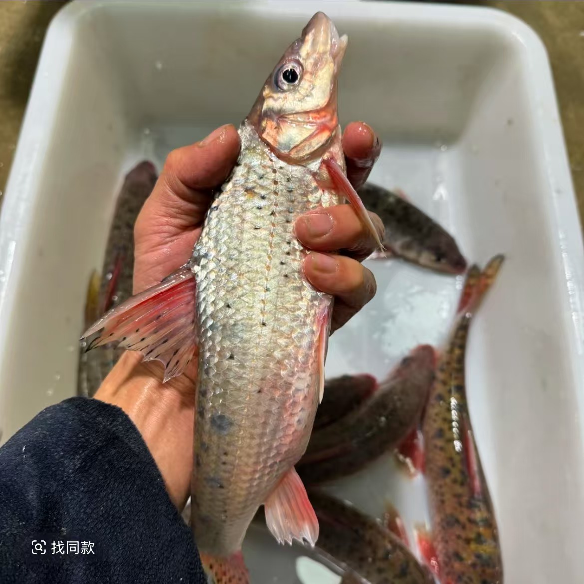 四川（激浪鱼）花骨鱼土凤鱼包邮发货