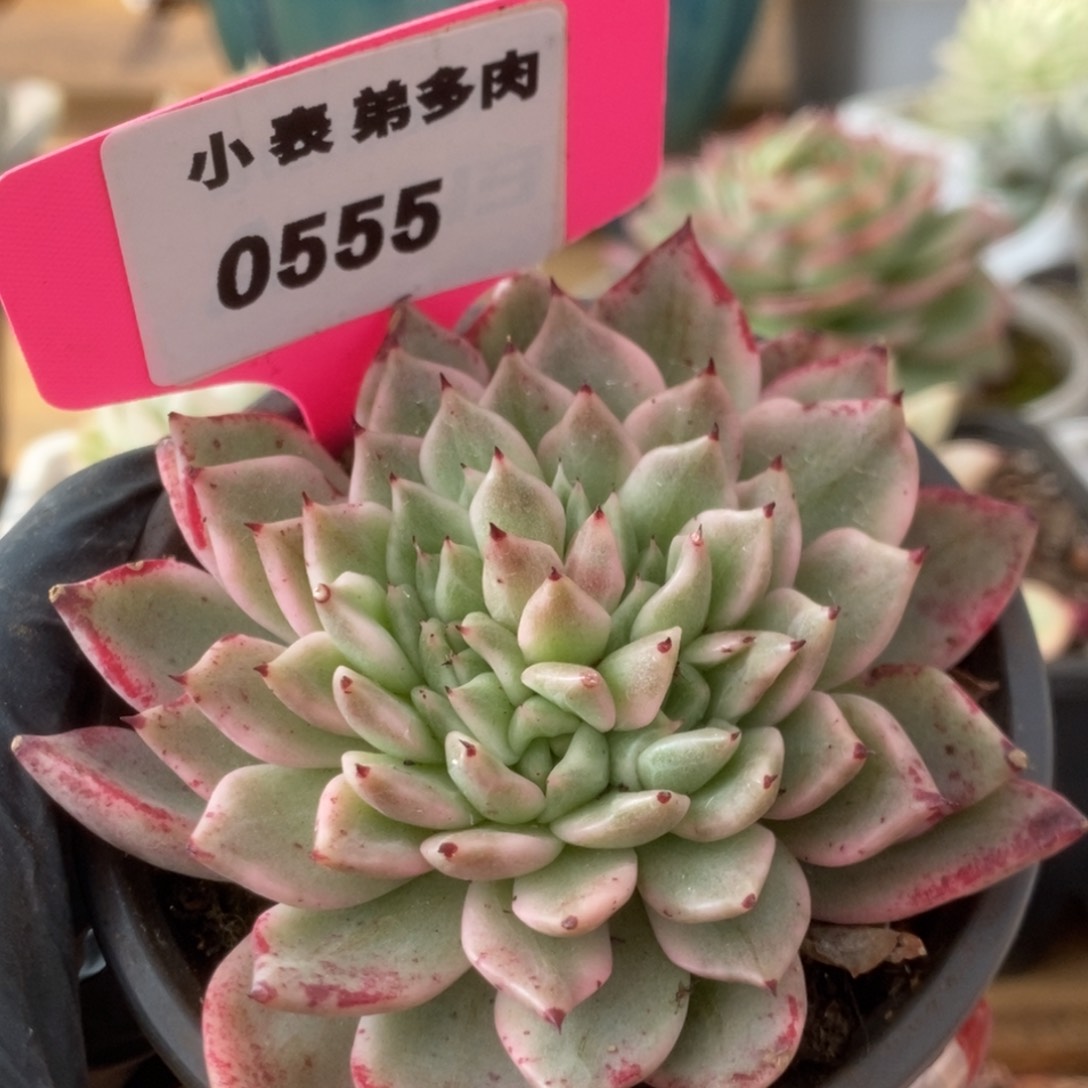 555东云杂锦锦锦锦锦
