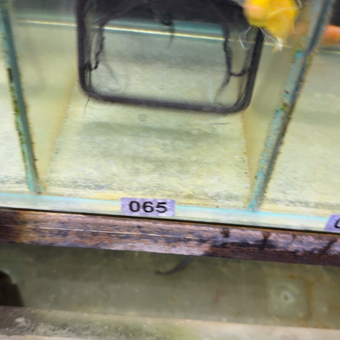 好***。慈鲷鱼65号王子8-9