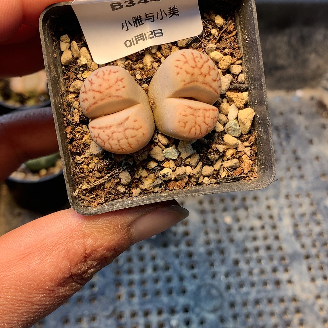 B344多肉植物保护研究所