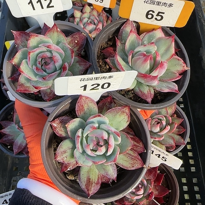 ****空112、65、120 惊鸿仙子多肉植物6-9cm