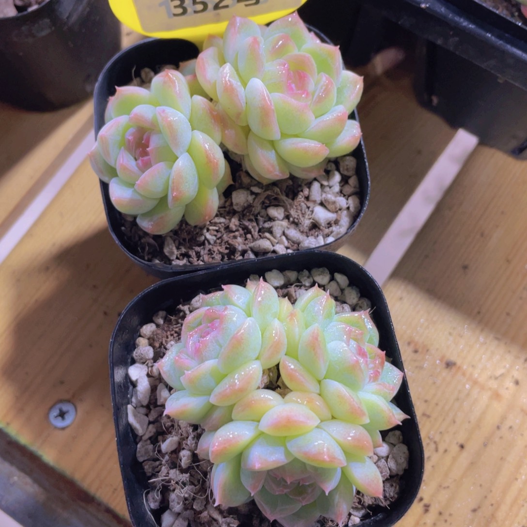352号 糖心白桃汽水多头群一个