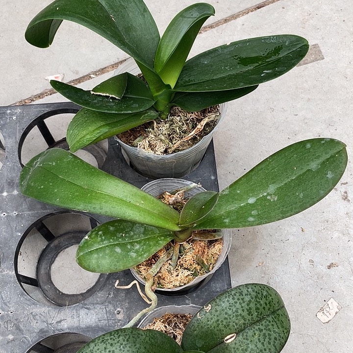 完全开放3.0叶损超群香芋➕2.8大麦町➕2.8微瑕槟榔西施