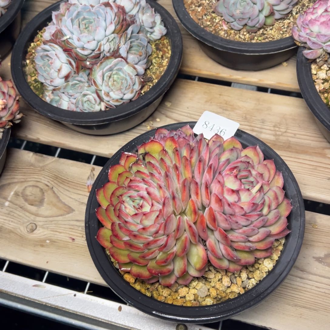 超**爸8436肉多哦校长肉肉多哦