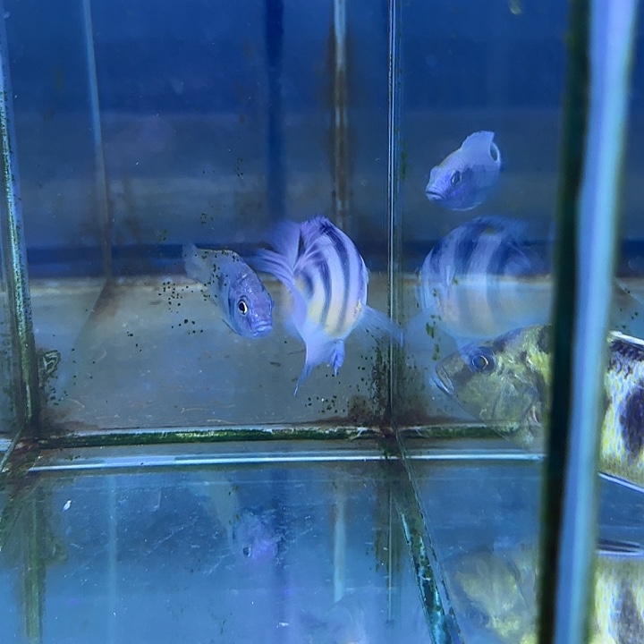 酆***逸海水鱼151号11111111