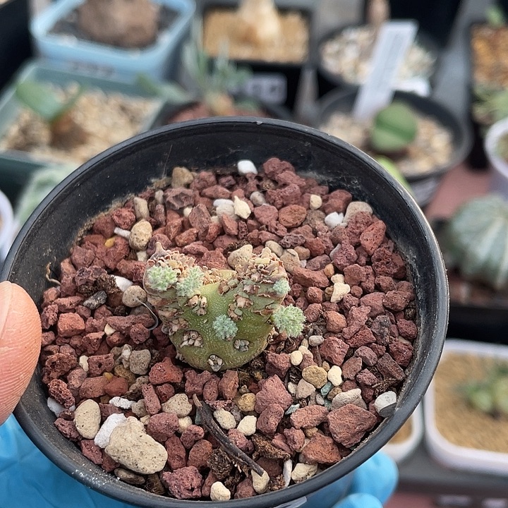 465白皮月界块根植物